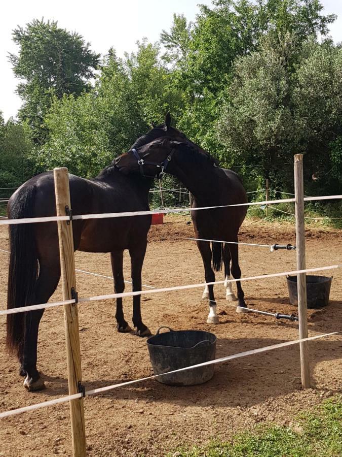 ペルピニャン Haras Des Arcadesヴィラ エクステリア 写真