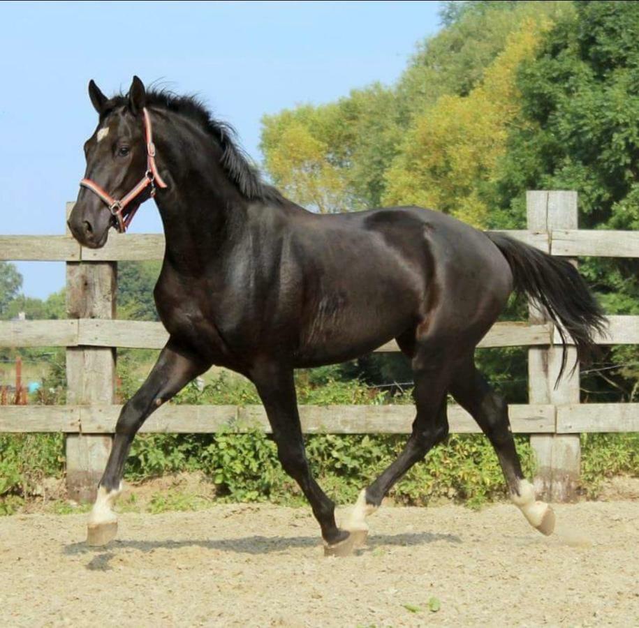 ペルピニャン Haras Des Arcadesヴィラ エクステリア 写真